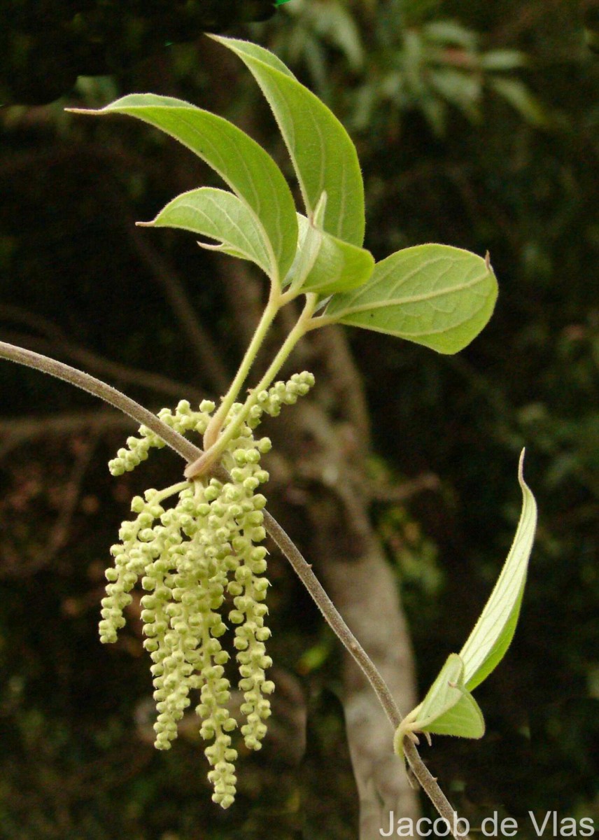 Dioscorea pentaphylla L.